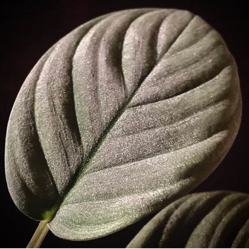 Homalomena sp. 
