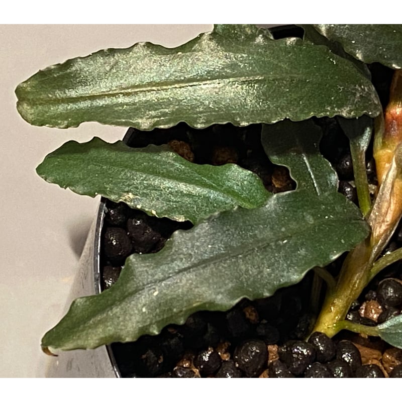 Bucephalandra sp. 