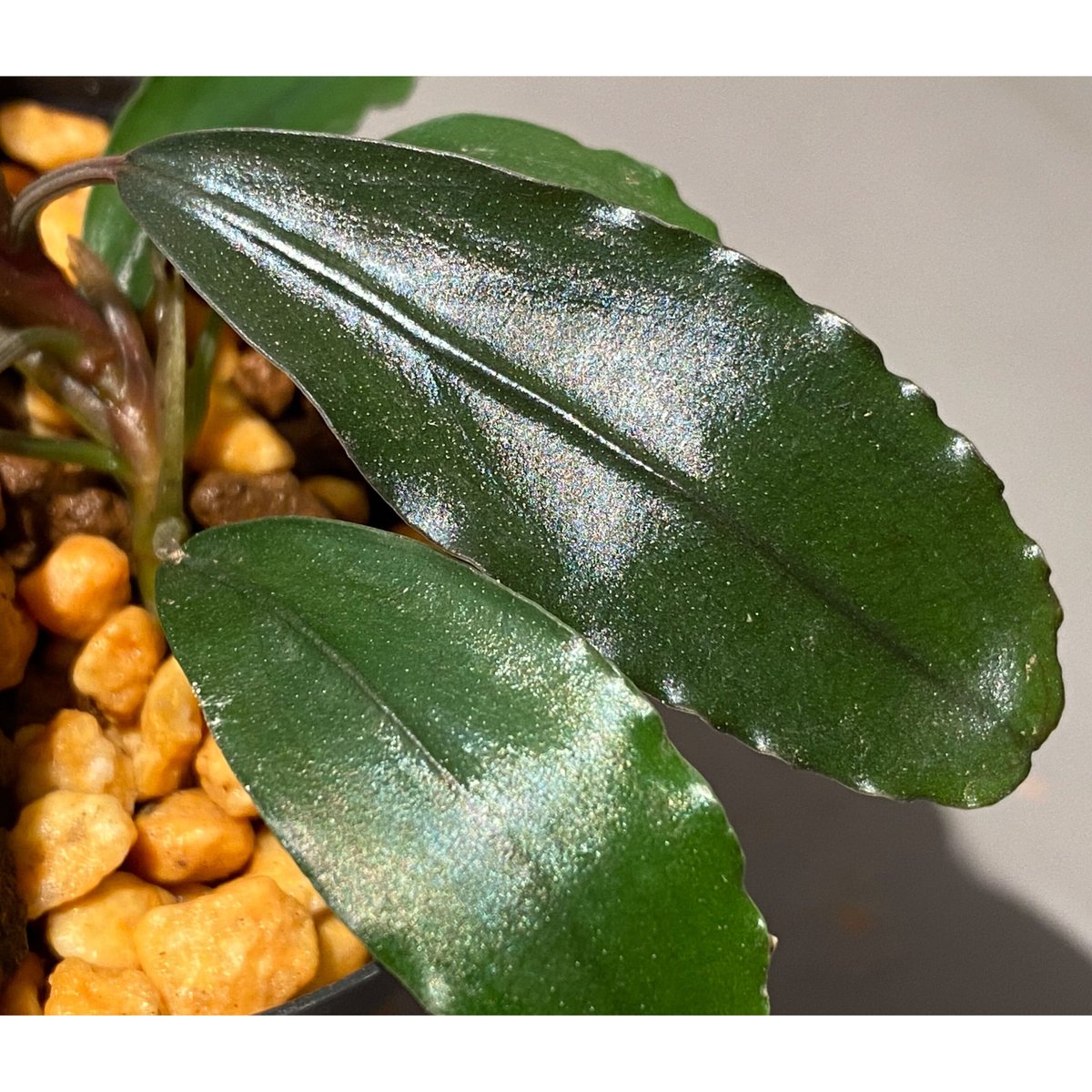 Bucephalandra sp. 
