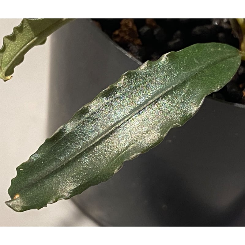 Bucephalandra sp. 