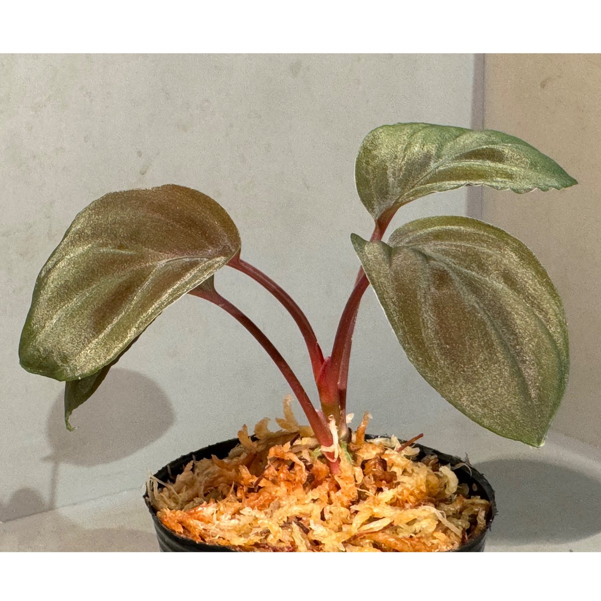 Homalomena sp. 