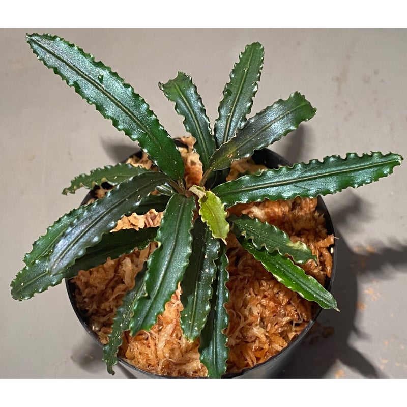 大株) Bucephalandra sp. from 
