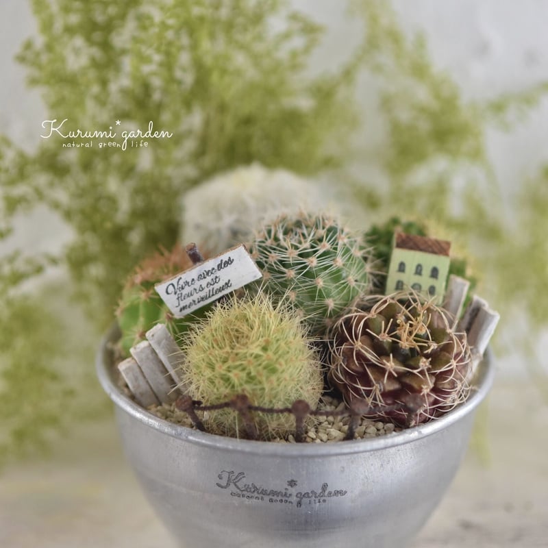 寄せ植えキット(サボテン ミニチュアガーデン キット