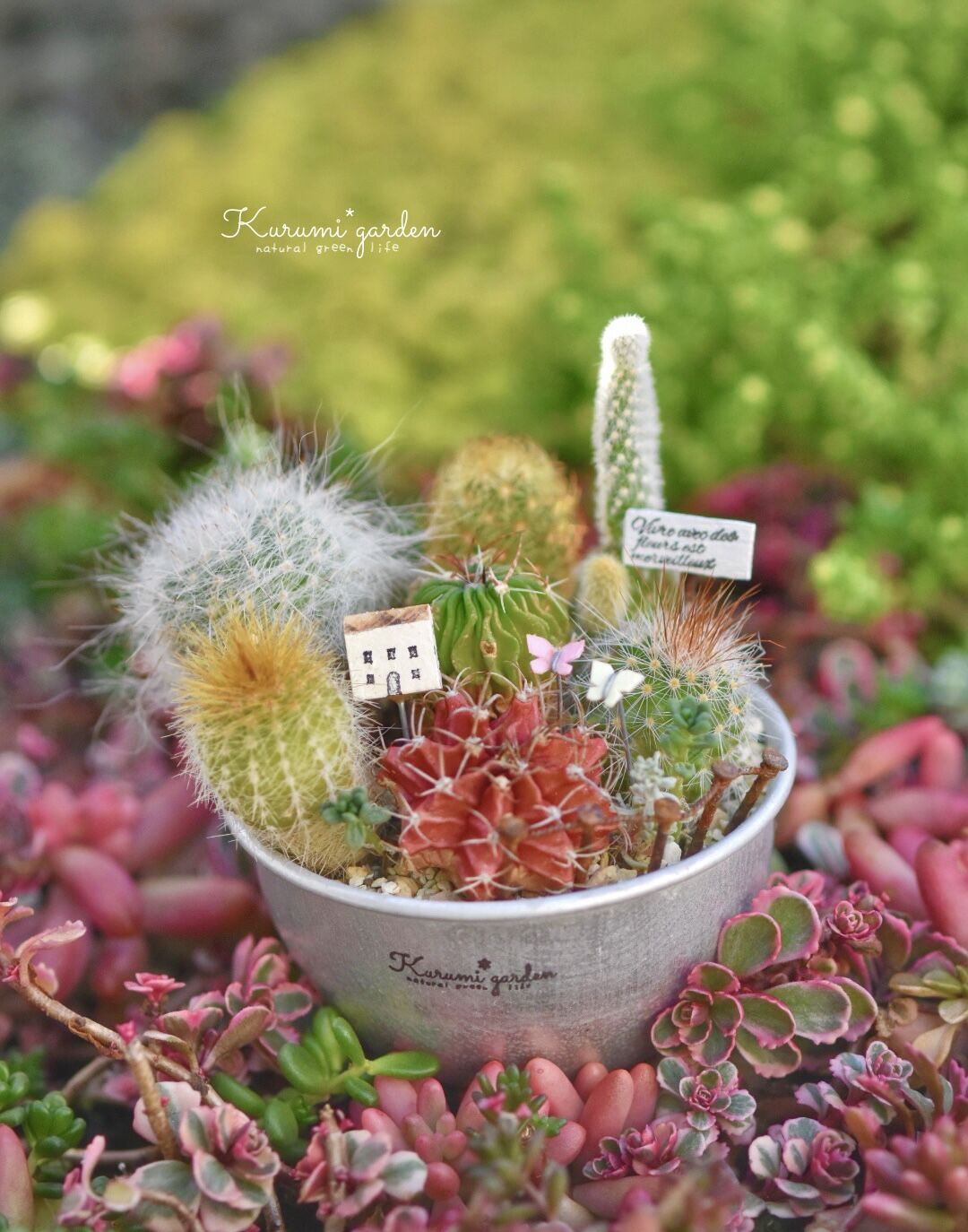 寄せ植えキット(サボテン ミニチュアガーデン キット
