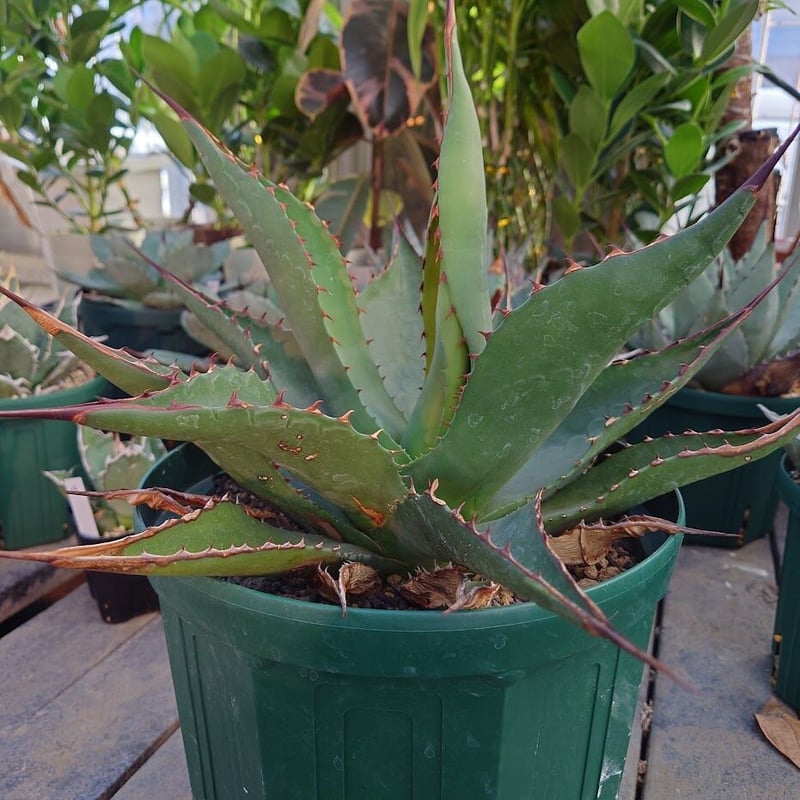 Agave IVORY W.A3 子株 発根済 訳アリ格安注意事項 Agave IVORY W.A3