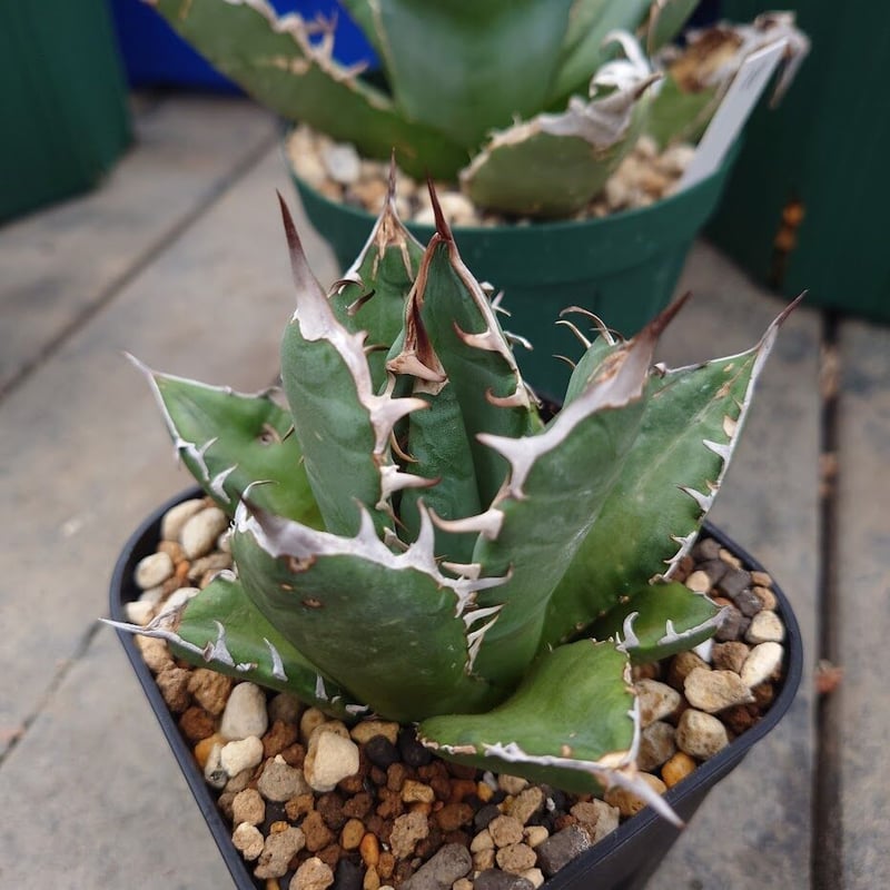 アガベ チタノタ オアハカ Agave titanota Oaxaca 12 | Mellow