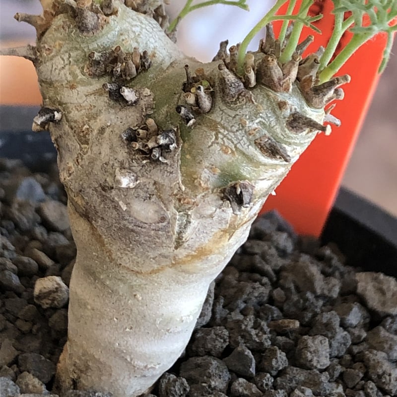 sarcocaulon peniculinum《大きめS size》激希少種※現地球発根後店主
