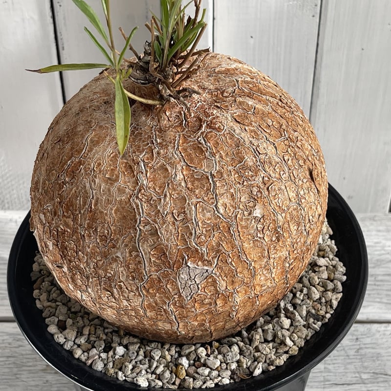 保*)様 イポメア ボルシアーナ ​コーデックス 塊根植物 珍奇植物