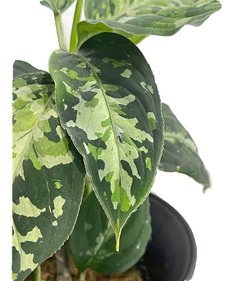 アグラオネマ ピクタム トリカラー「Aglaonema pictum tricolor」6/3