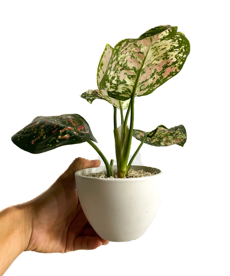 アグラオネマ アンヤマニー トリカラー「Aglaonema Unyamanee Tricolo