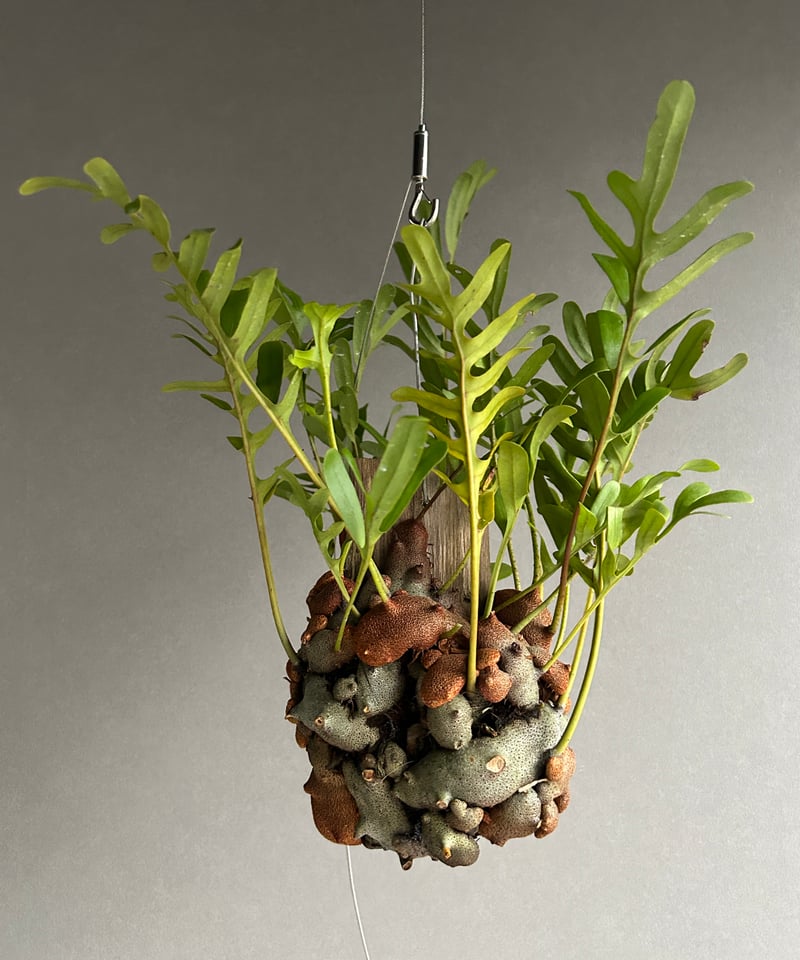 レカノプテリス クルスタセア「Lecanopteris crustacea」60J | SHO