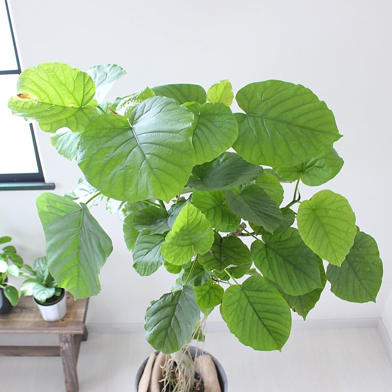 ウンベラータ〉約120㎝ 現品 曲がり | lealea lapule