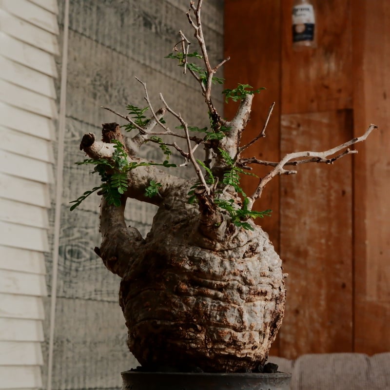 オペルクリカリア パキプス φ11cm［No.10］ × 小野瀬一 作品 3号 植木鉢