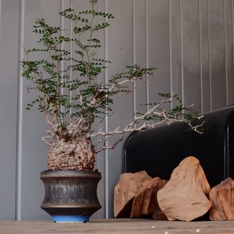 CATEGORY 杉山悠 作 植木鉢 | Botanical Holic