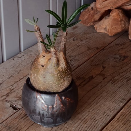 CATEGORY 磯部祐介 作品 植木鉢 | Botanical Holic