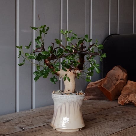 CATEGORY 杉山悠 作 植木鉢 | Botanical Holic
