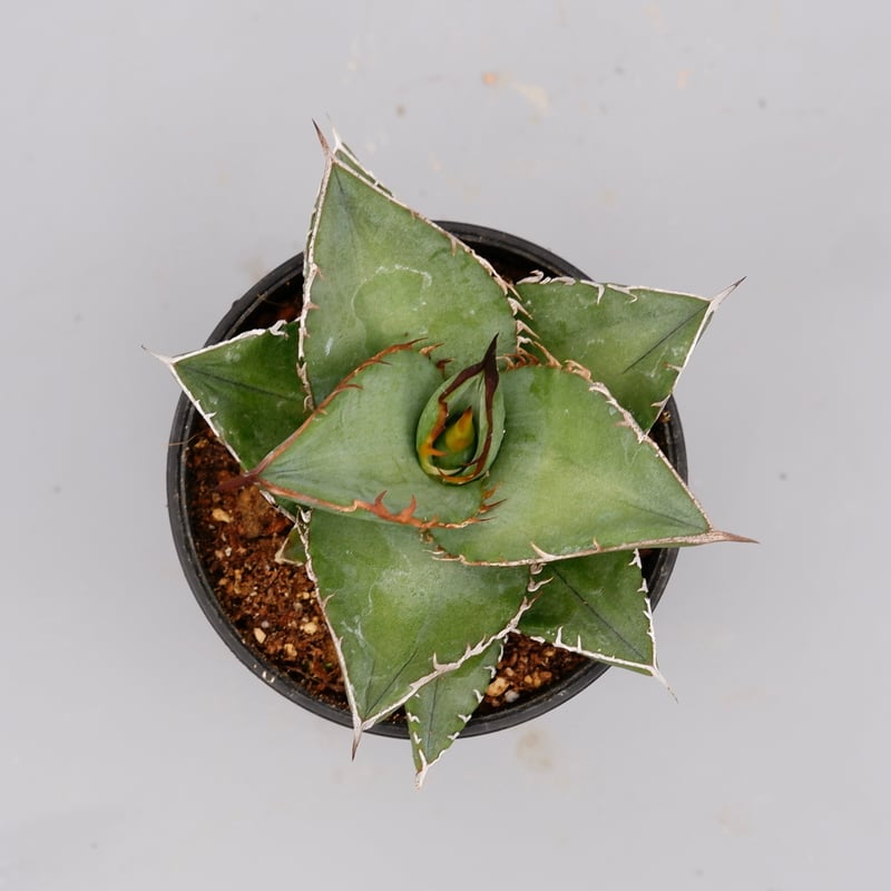 アガベ オテロイ 実生株 Agave oteroi seeding 074 | Sunny