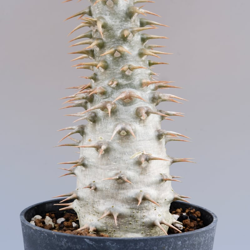 パキポディウム アンボンゲンセ 001【開花実績あり】 Pachypodium