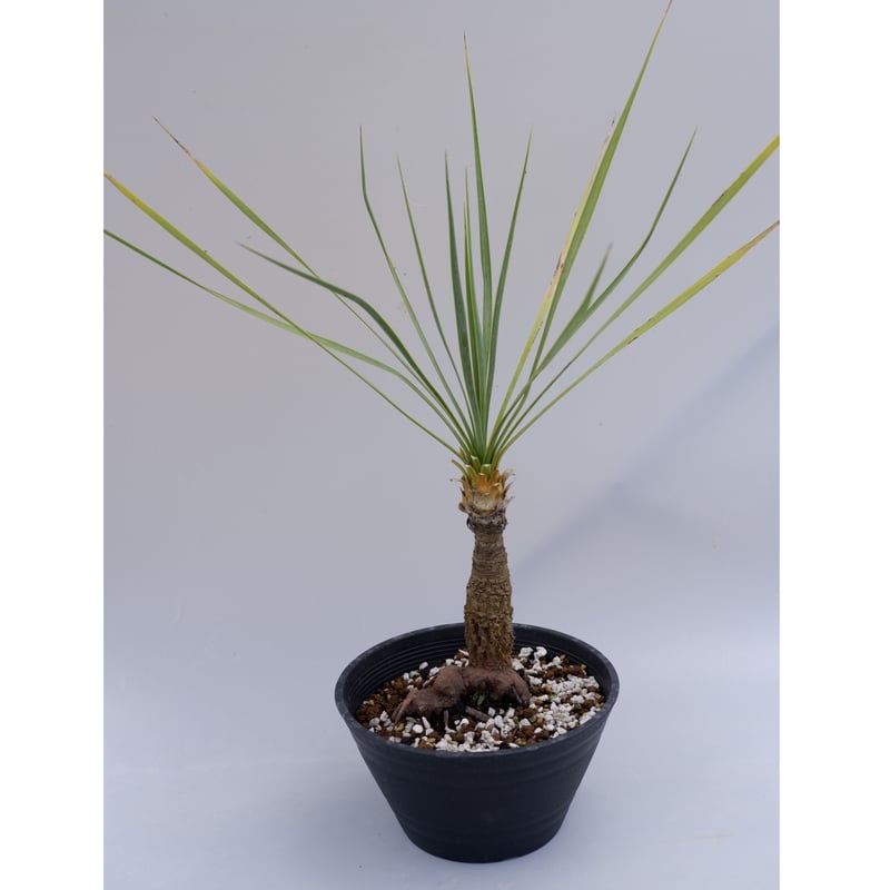 ユッカ ロストラータ 004【幹立ち】 Yucca Rostrata | Sunny Branch