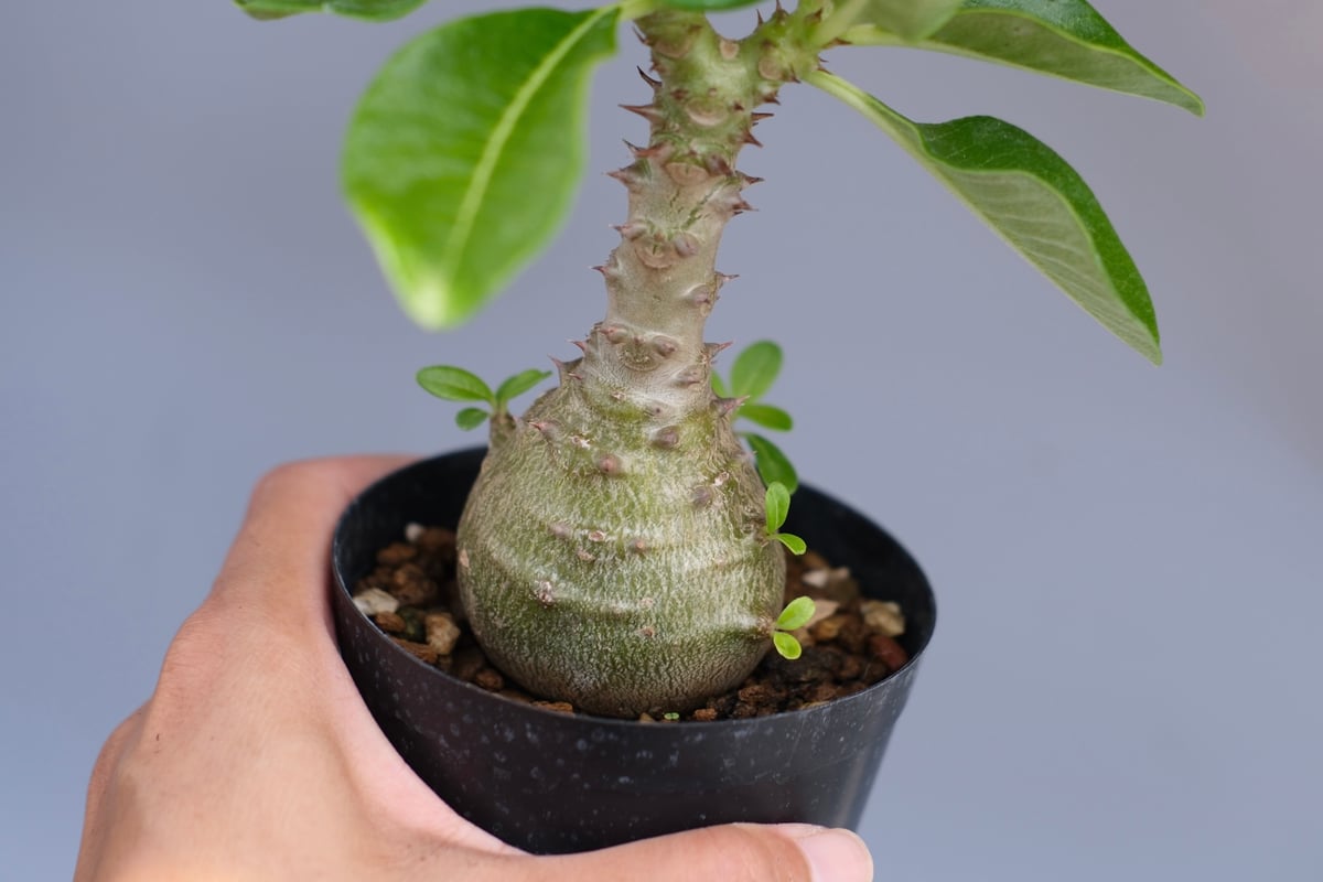 パキポディウム ウィンゾリー 実生株 065 Pachypodium windsorii |