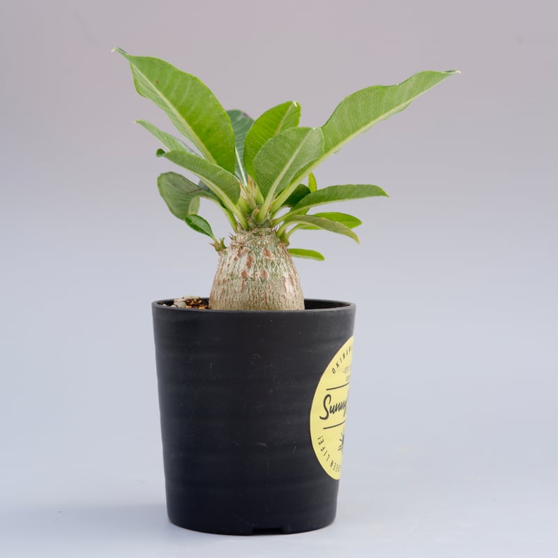 パキポディウム ウィンゾリー 実生株 014 Pachypodium windsorii |
