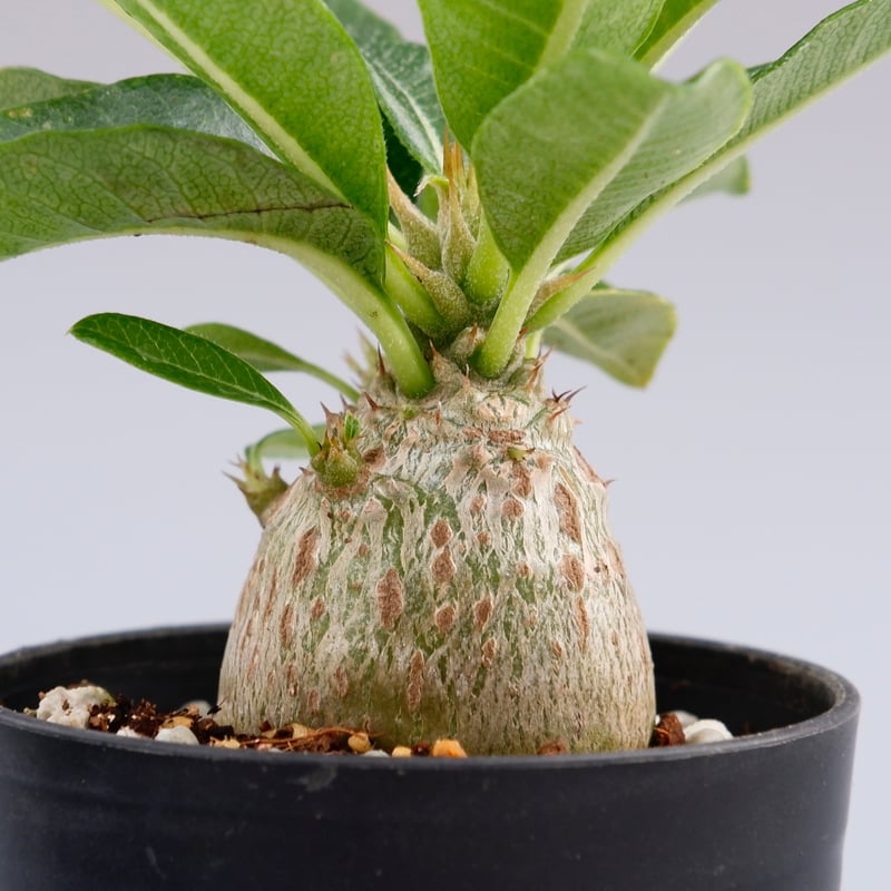 パキポディウム ウィンゾリー 実生株 014 Pachypodium windsorii |