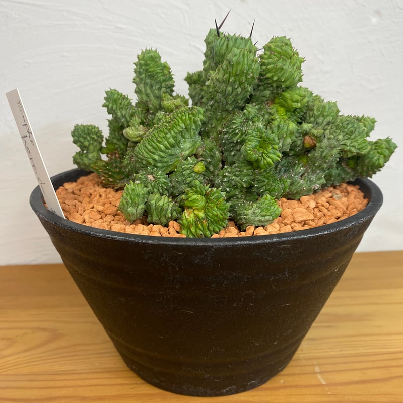 ユーフォルビア ホリダ 綴化 群生 | plant Dogs オンラインストア