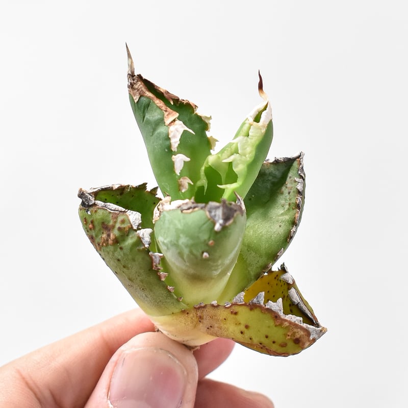 アガベ チタノタ 