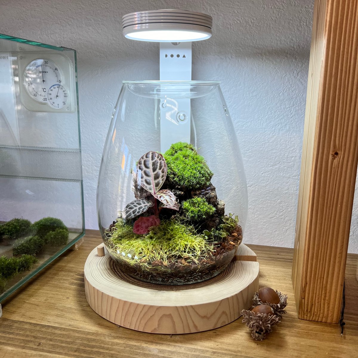 ガラスポットSHIZUKUレイアウト(2) | MaCO frog design