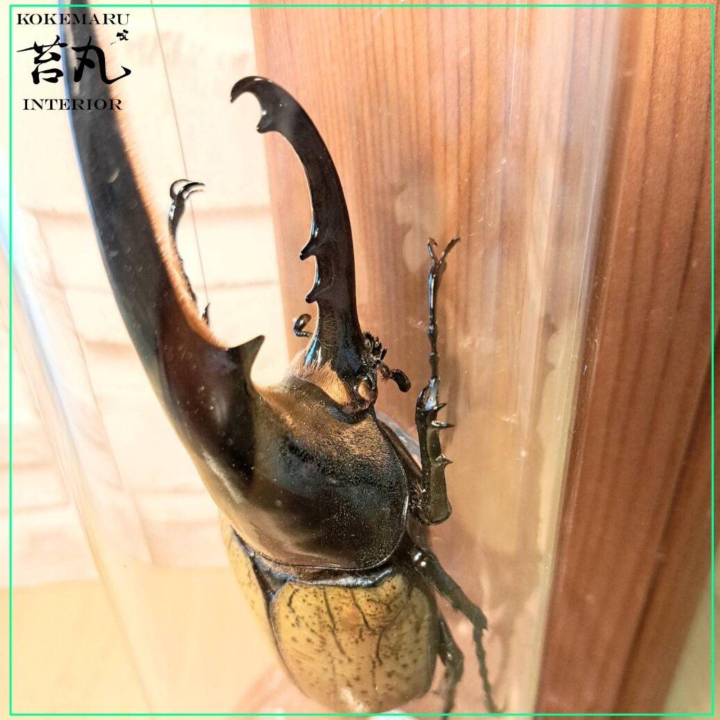 昆虫標本】ヘラクレスオオカブト(ヘラヘラ)♂140mmインテリア瓶(大