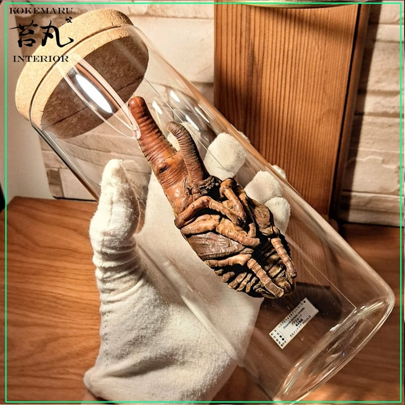 HYOHON 『柱』】 極太ヘラクレスオオカブト蛹(さなぎ) | 苔丸