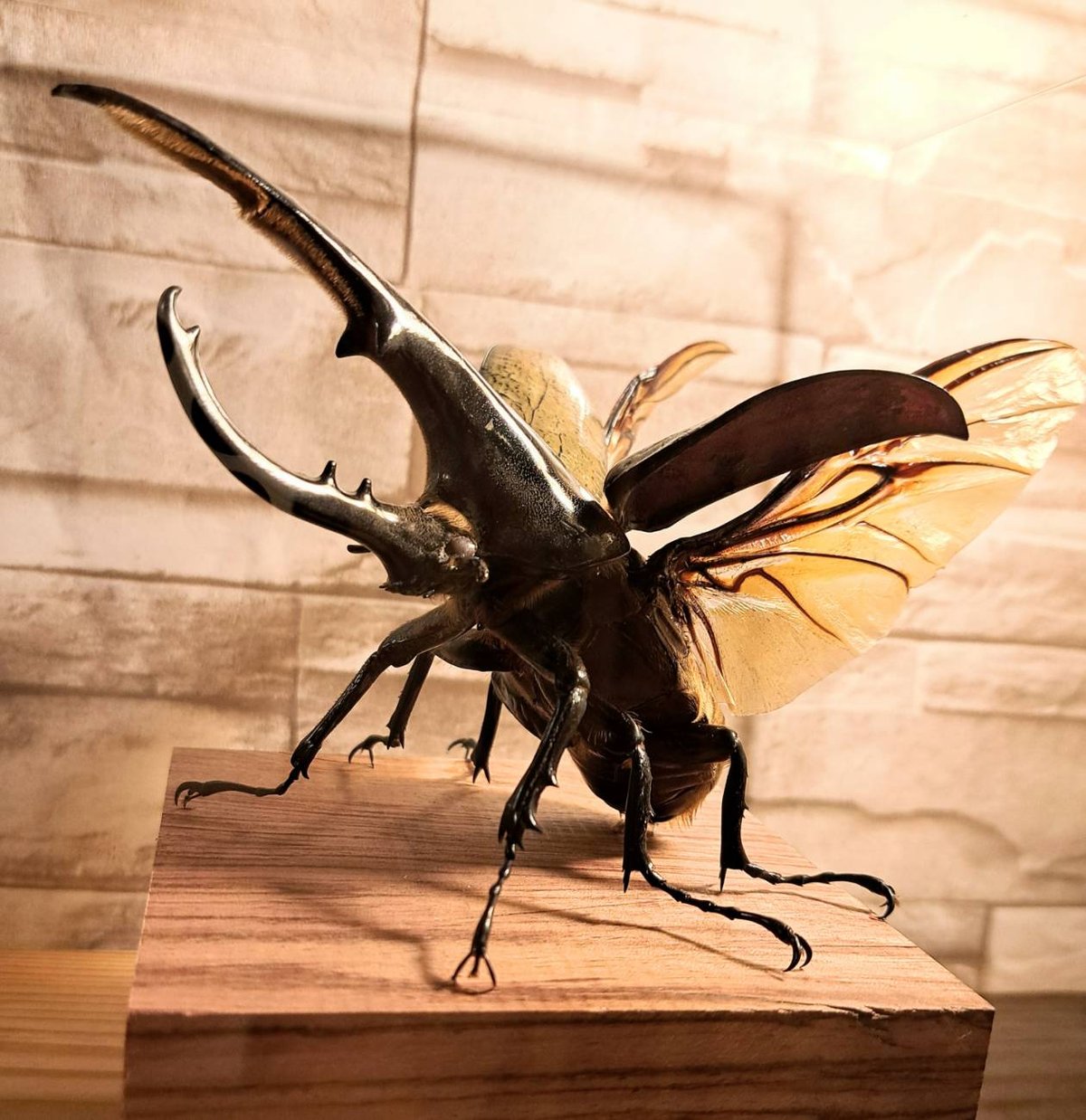 HYOHON『角』s20】ヘラクレスオオカブト♂142.3mm 立体標本立体飛翔