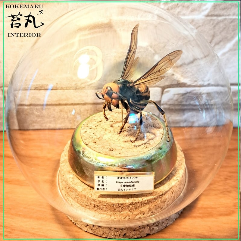 昆虫標本】オオスズメバチ♀威嚇飛翔仕上げ ガラスドーム展示(ミニ