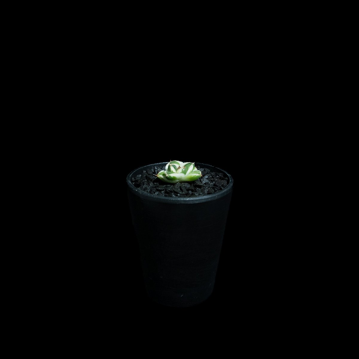 アガベ 王妃笹の雪 A型 白覆輪斑 ピンキー / Agave filifera var. co