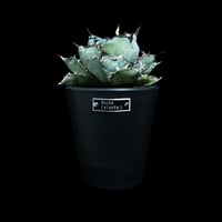 A205 多肉植物 アガベ ピンキー 王妃笹の雪A型 白覆輪斑 精選極上美
