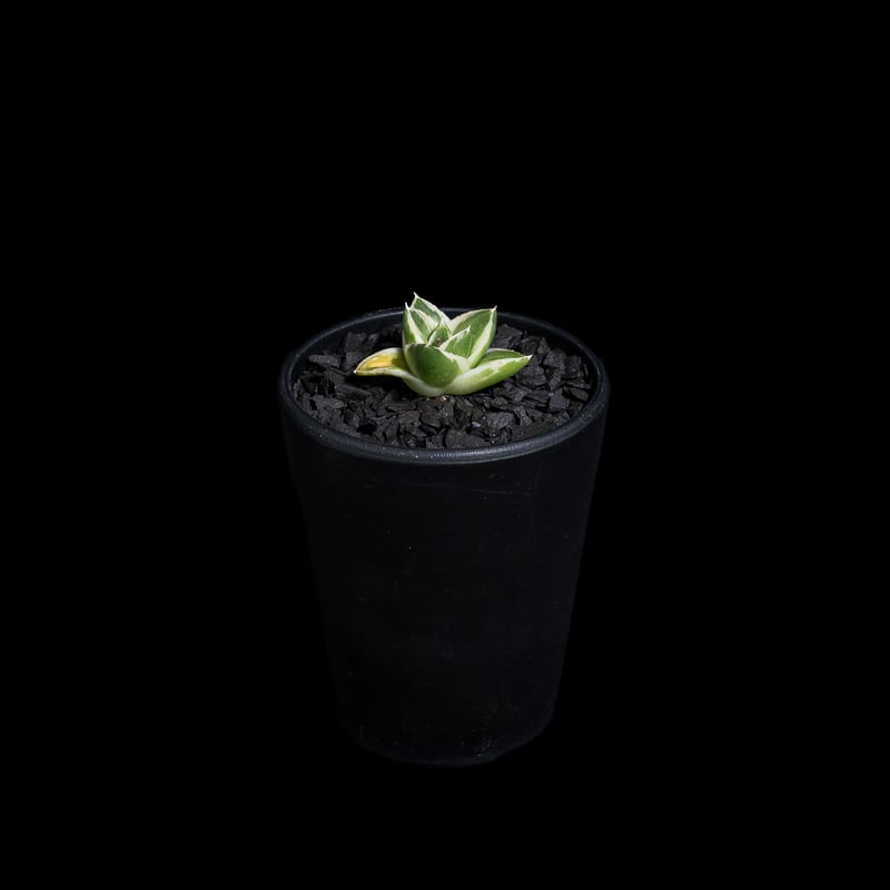 アガベ 王妃笹の雪 A型 白覆輪斑 ピンキー / Agave filifera var. co