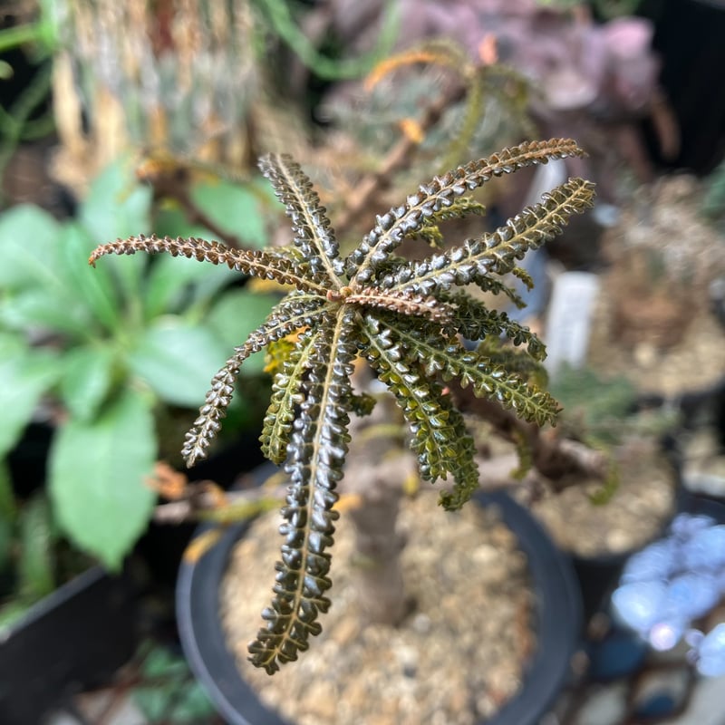 Boswellia socotrana