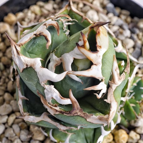 セール | アガベ専門店 Heart plants.