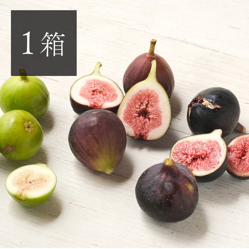 希少品種】農園直送『採れたて完熟いちじく』 12個入り 3品種以上の