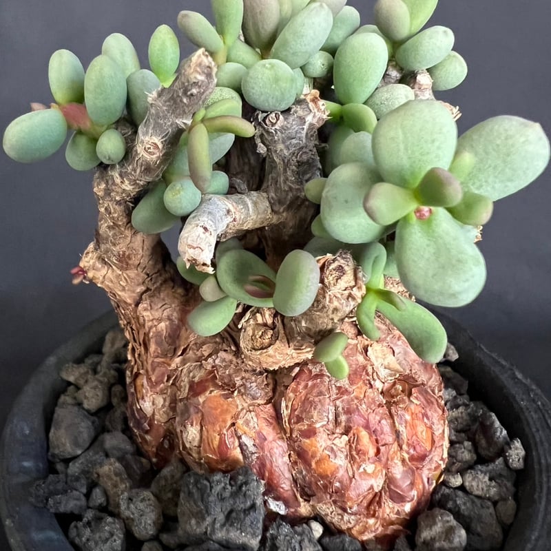 ケラリアピグマエア 現地株 発根済g | HANDS PLANTS