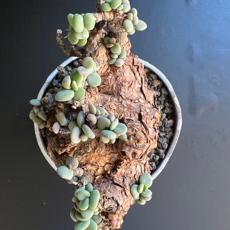 ケラリアピグマエア 現地株 発根済 b5 | HANDS PLANTS
