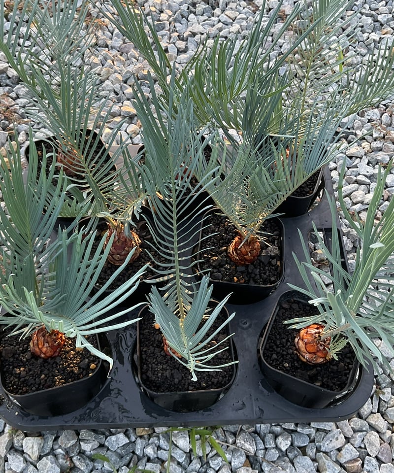 Cycas.cairnsiana サイカス・カイルンシアナ | Sun・Shepherd