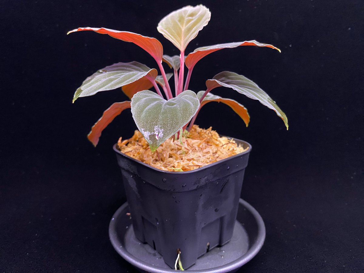 Homalomena sp 