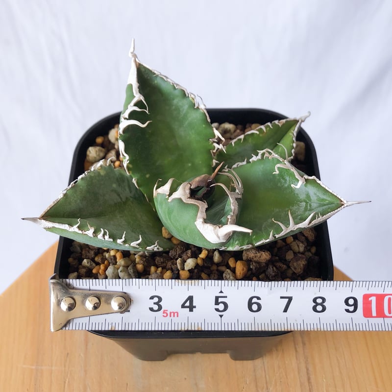 アガベ チタノタ 悪魔くん【発根管理中】TC株 Agave titanota Bakemono