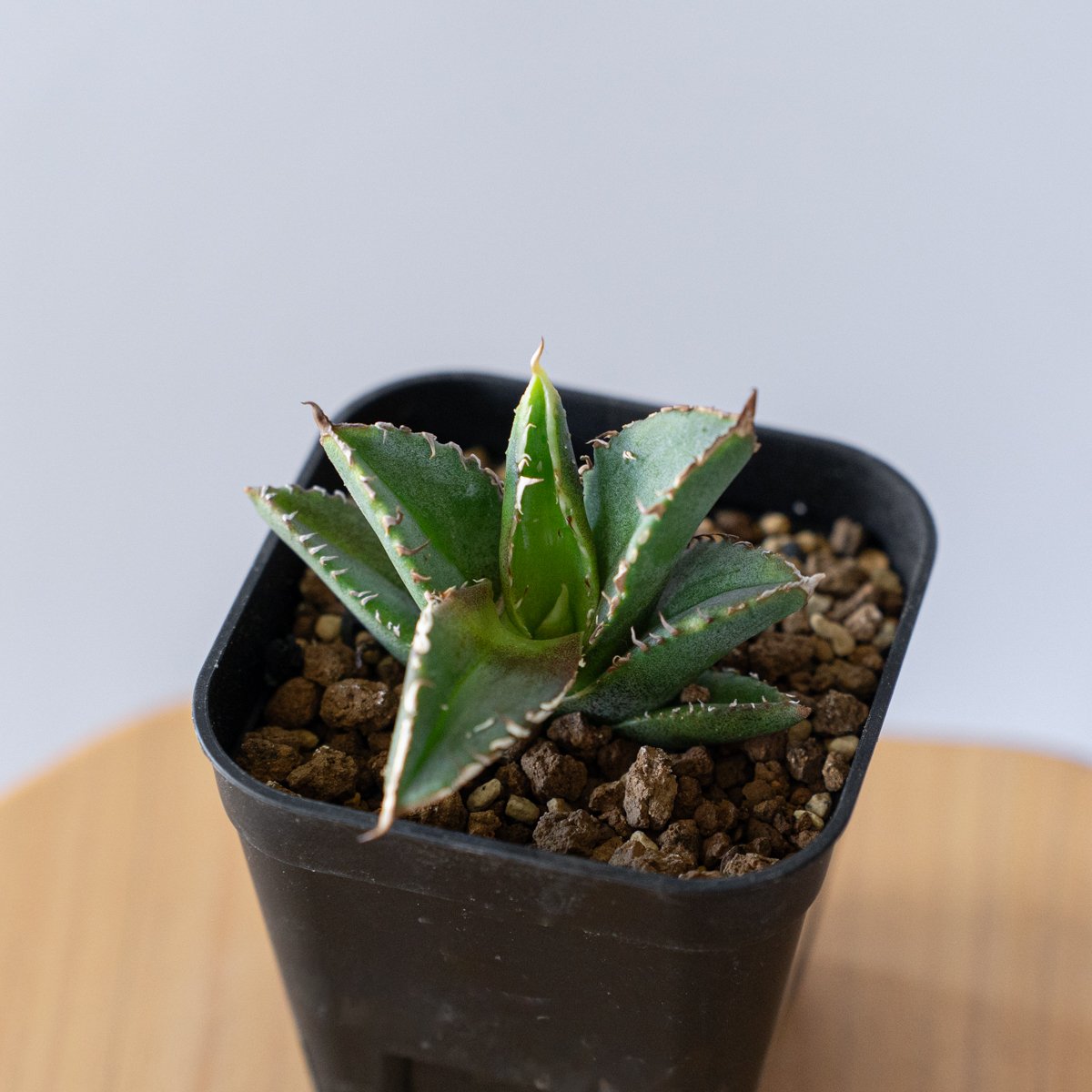 アガベ チタノタ 豆豆龍 【発根管理中】TC Agave titanota totoro トト