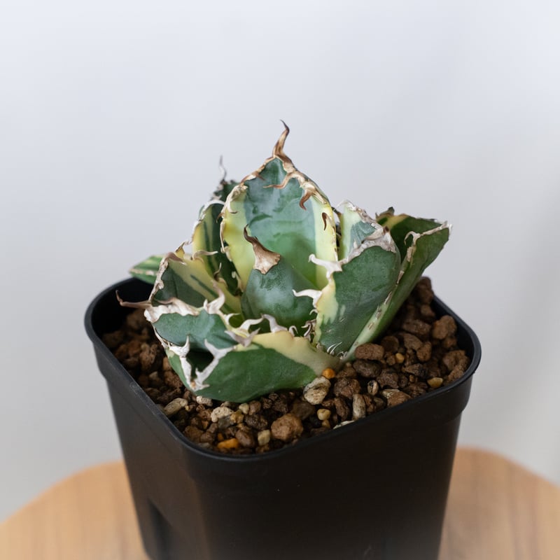 アガベ チタノタ 白鯨 白鯨錦 白覆輪 TC株 Agave titanota White W