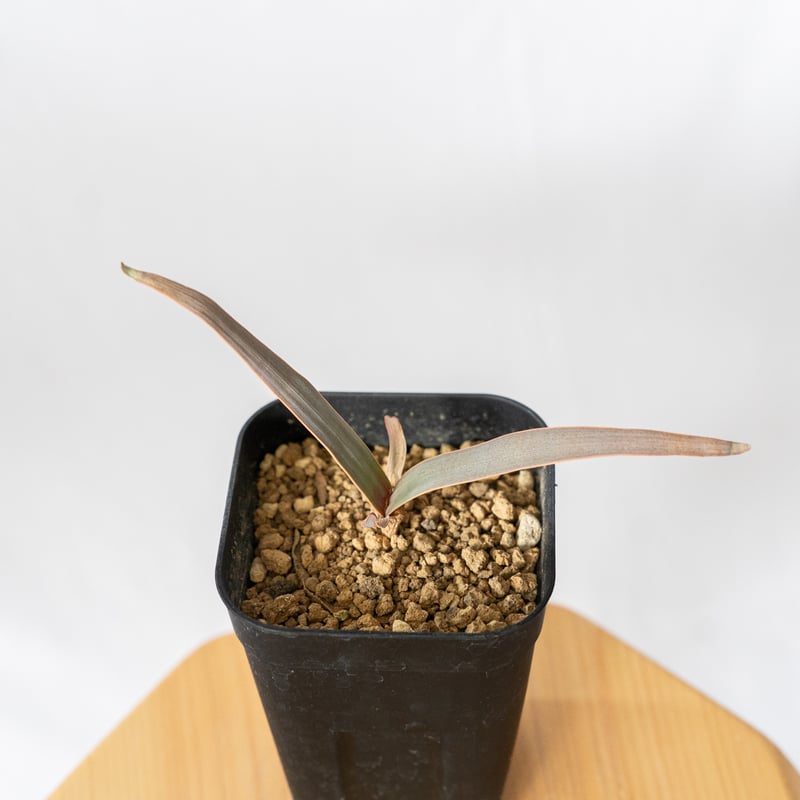 ウェルウィッチア 奇想天外 Welwitschia mirabilis サバクオモト キソウ