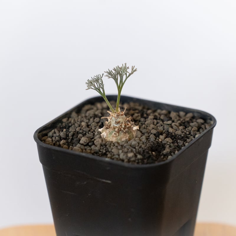 モンソニア ペニクリナム 実生 Monsonia peniculinum サルコカウロン