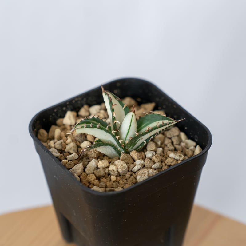 アガベ チタノタ 太陽神 白中斑【発根管理中】TC株 Agave titanota Sun