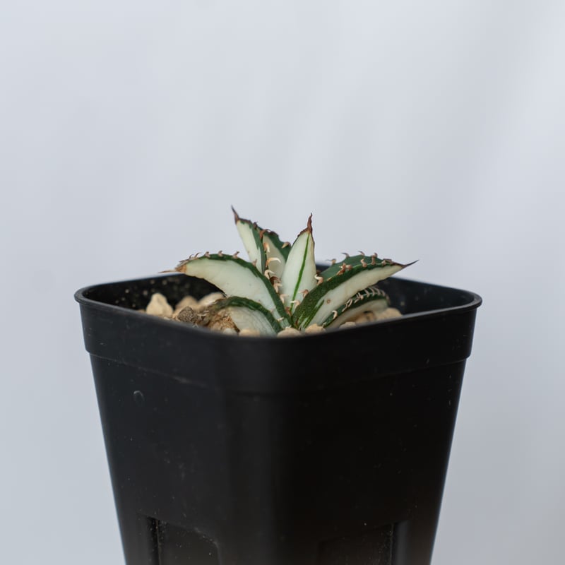 アガベ チタノタ 太陽神 白中斑【発根管理中】TC株 Agave titanota Sun